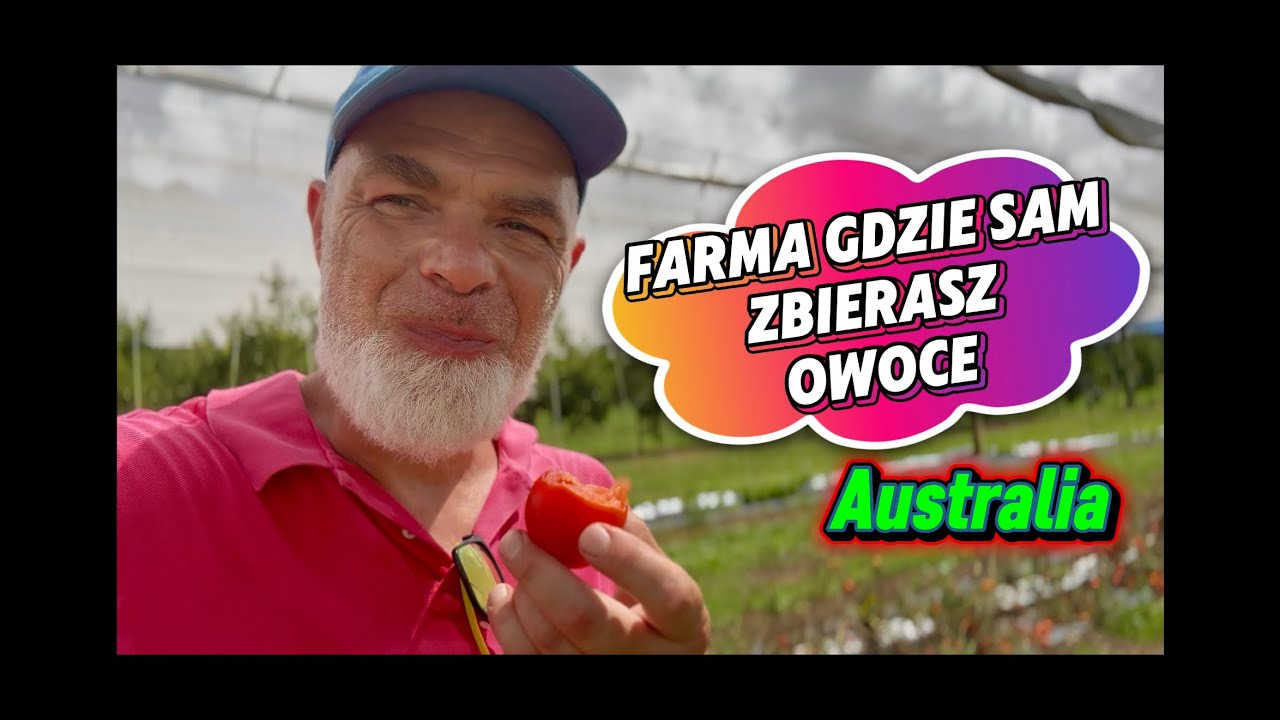 Jedzenie od farmera - zacząłem zbierać owoce .