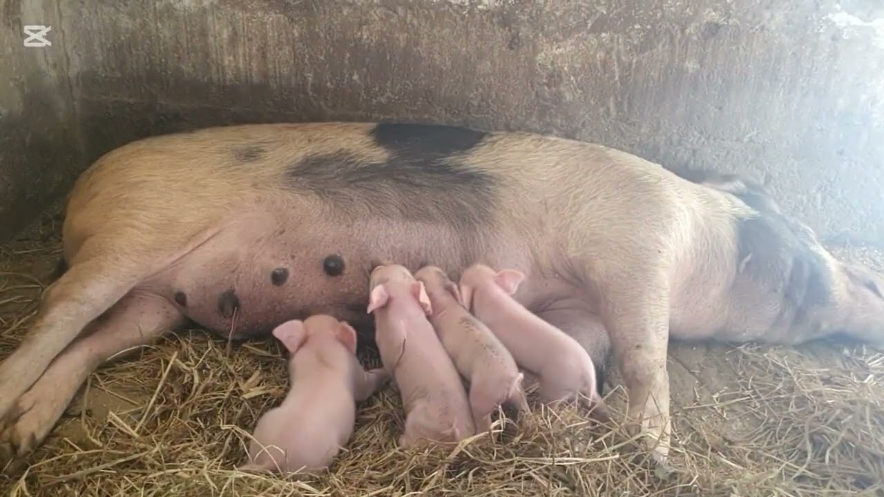 Why you receive less piglets from your sow!