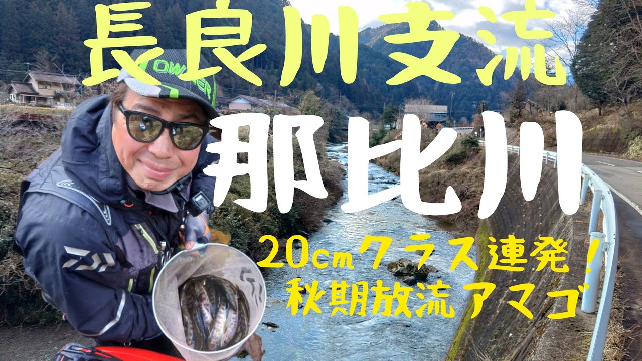 長良川支流那比川。20cmクラス連発。秋期放流アマゴが良好です。