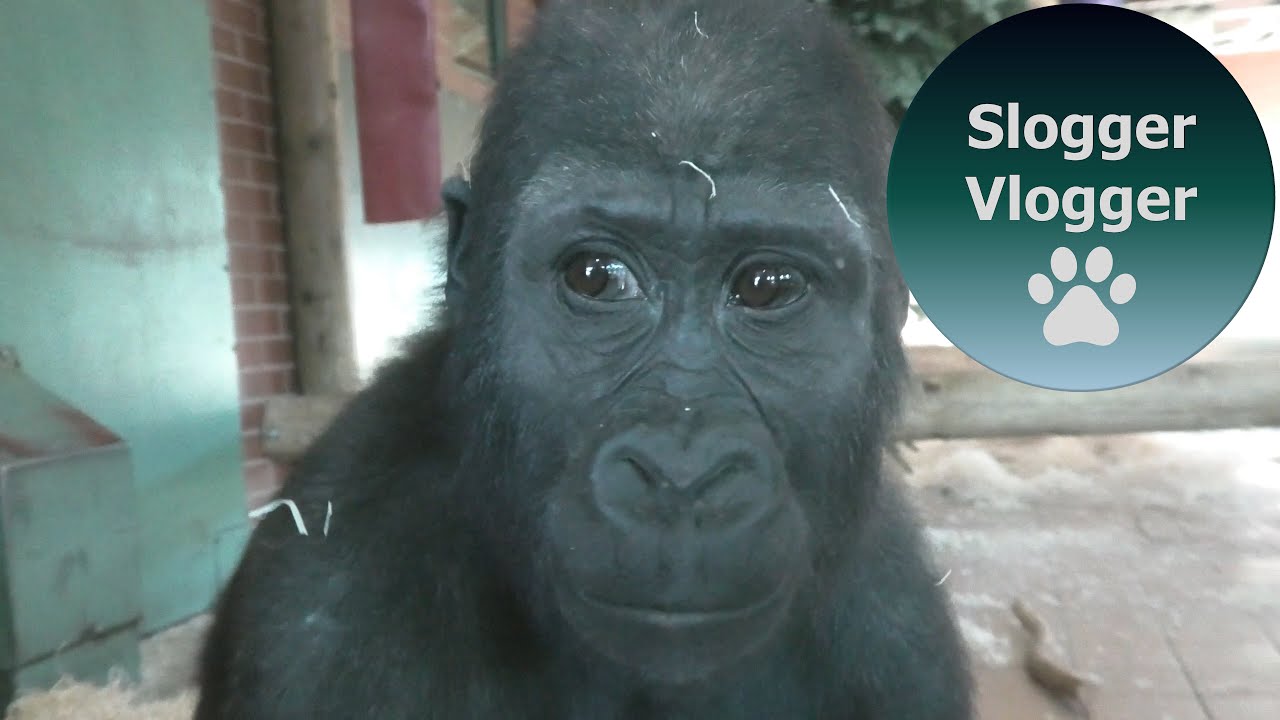 Second Long Video Of The Twycross Gorilla Family