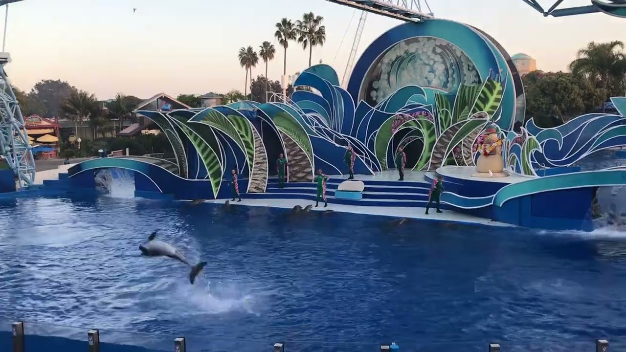 Amazing Dolphins at San Diego Zoo