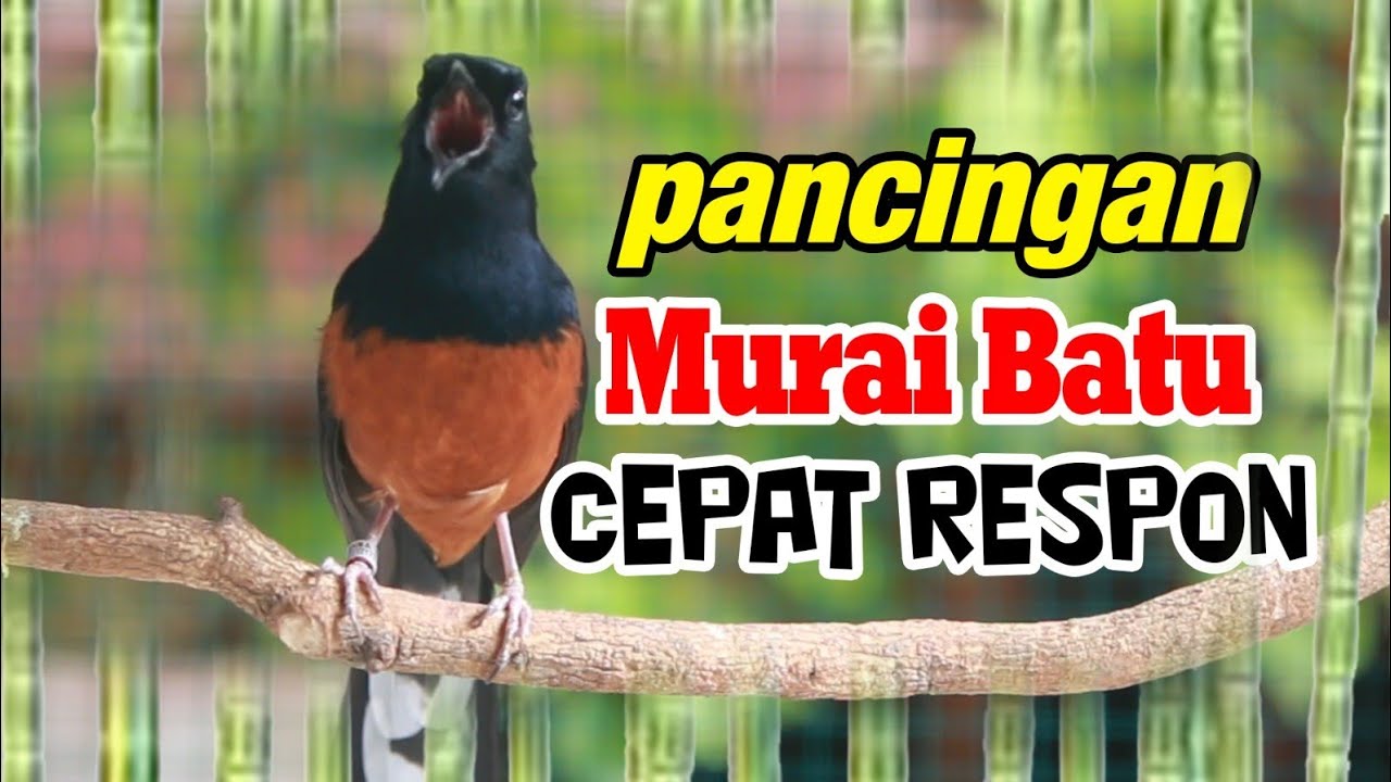PANCINGAN MURAI BATU GACOR DOR BONGKAR ISIAN,  CILILIN KENARI GACOR PANJANG