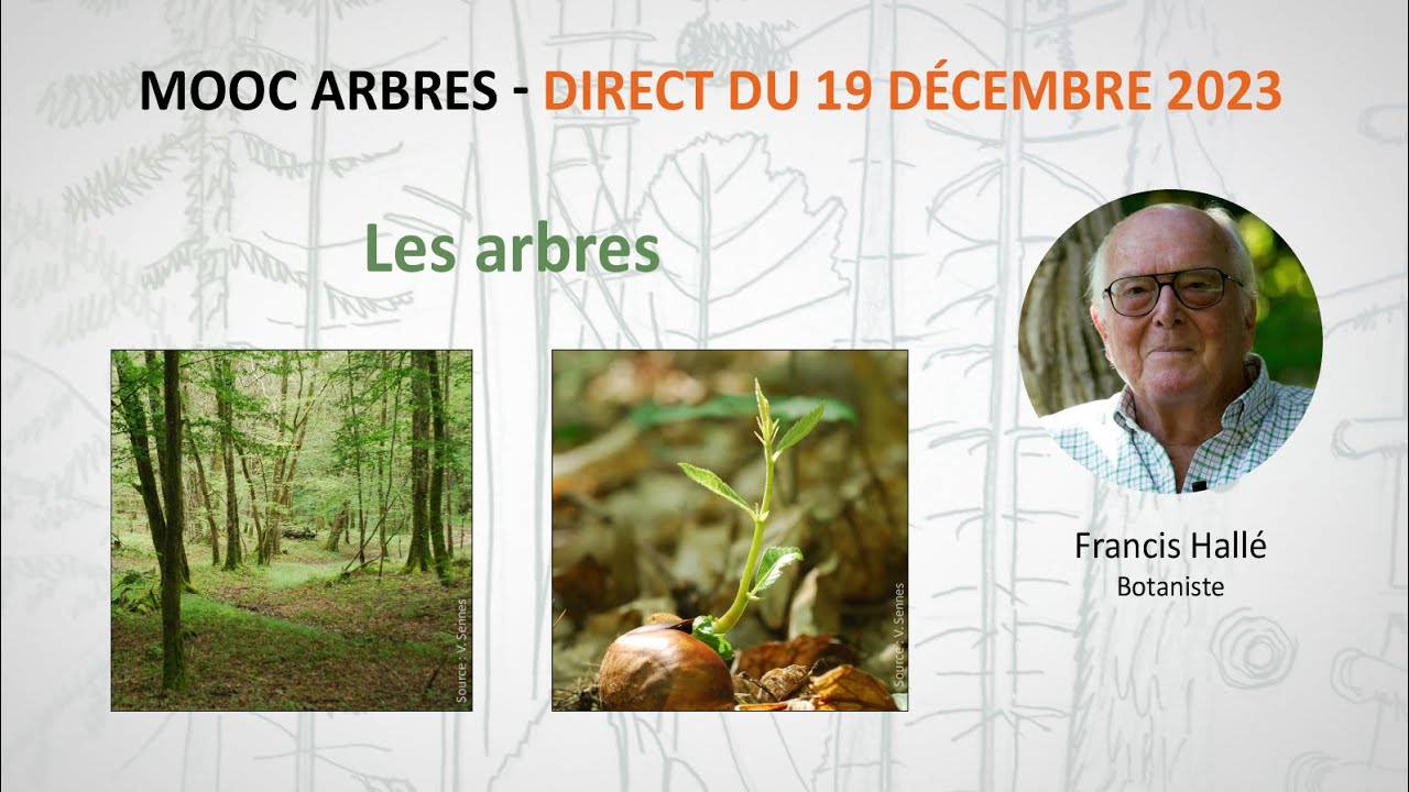 Les arbres / Francis Hallé