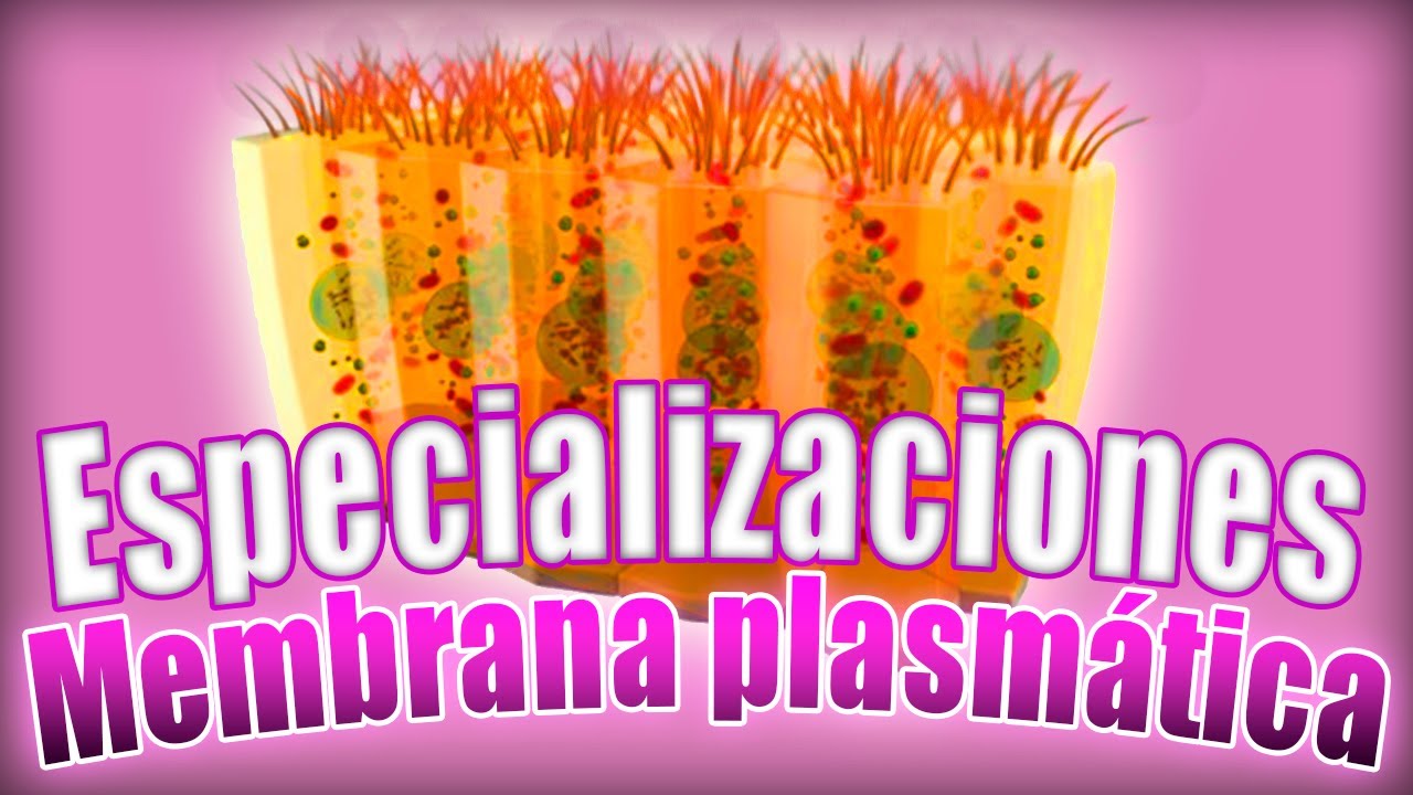 TEJIDO EPITELIAL: clasificación. Especializaciones de la membrana (microvellosidades) | Histología