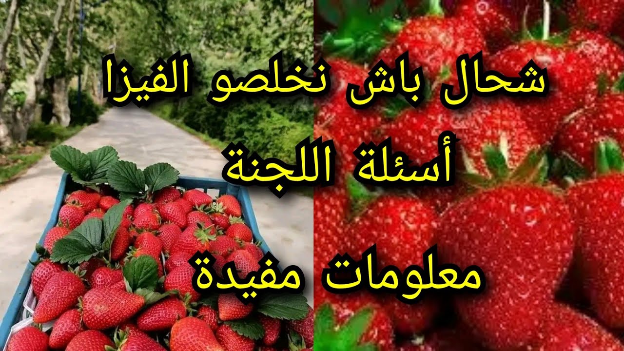 شحال باش نخلصو الفيزا🍓أسئلة اللجنة؟#عاملات الفراولة الموسميات بإسبانيا 2023🍓🍓🍓