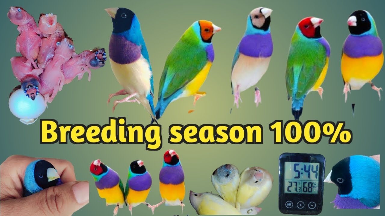 Gouldian Finch breeding season Gouldian Tamprichr #exoticfinches #gouldianfinch #birdslover #finch