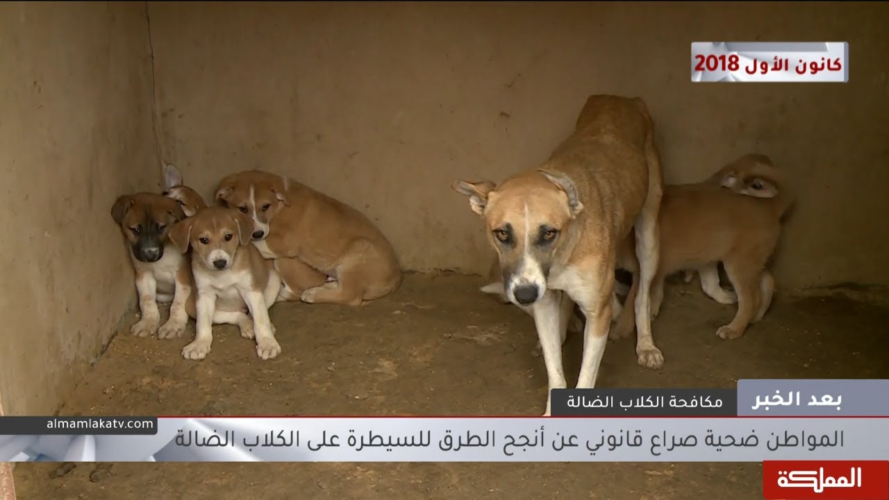 بعد الخبر | الكلاب الضالة تجوب شوارِعَنا وتنتشر بشكل كبير