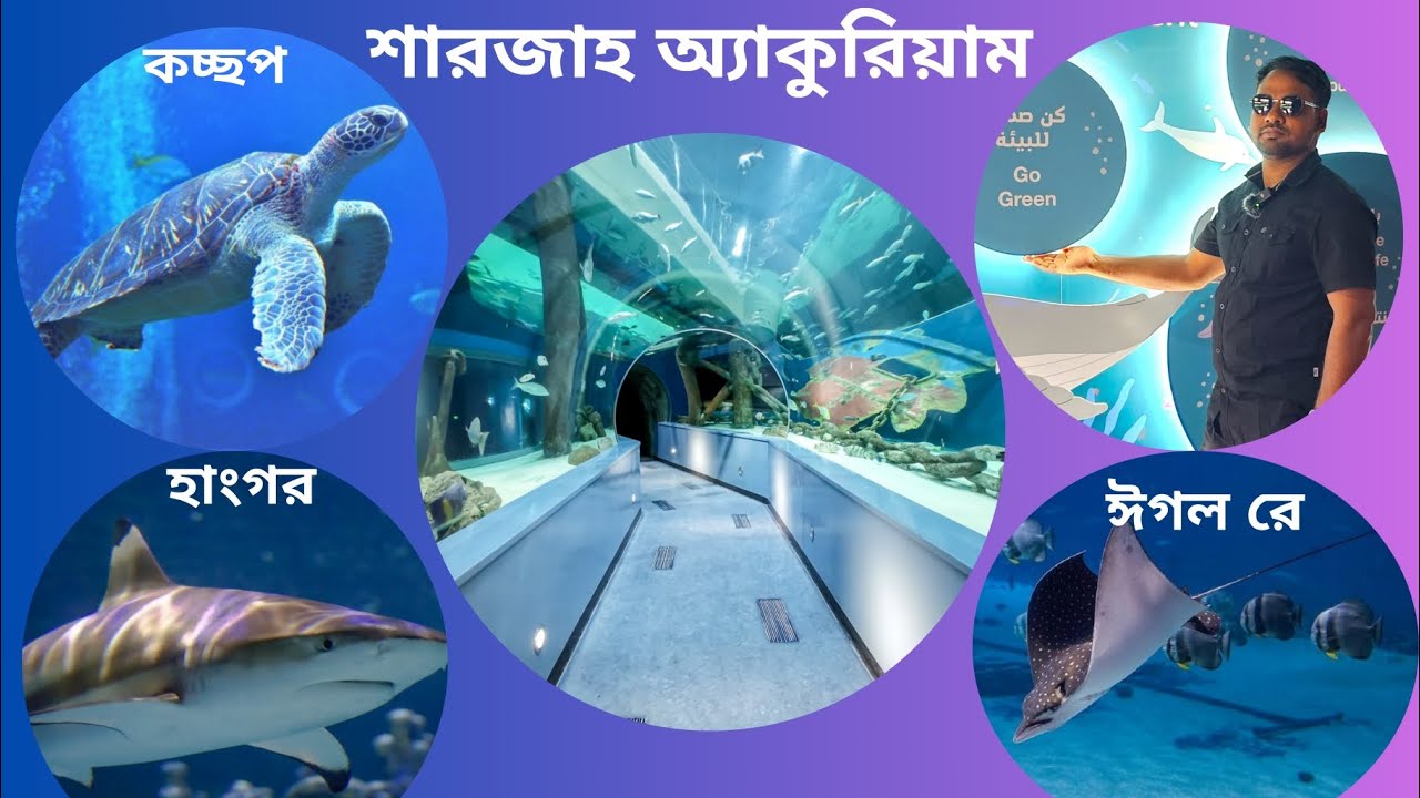 #শারজাহ অ্যাকোয়ারিয়াম,All about the Sharjah Aquarium: An underwater world of wonder,#Dcian Travel,