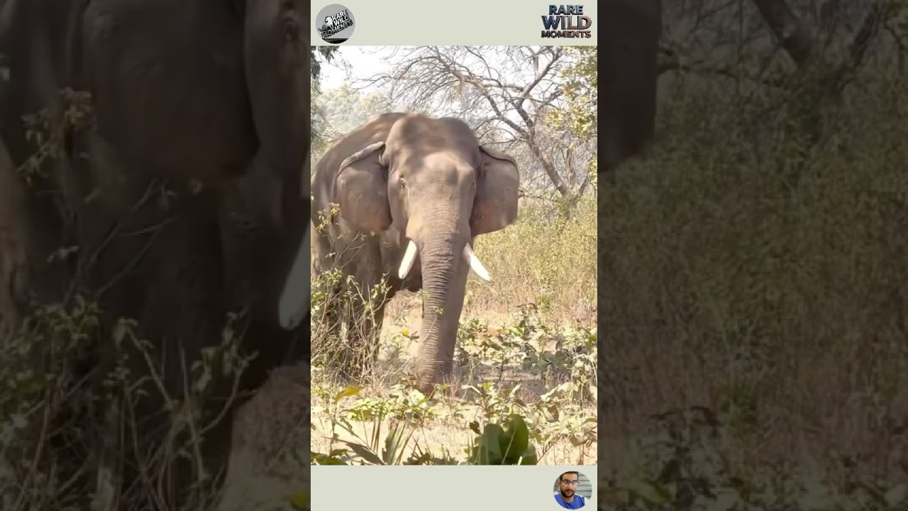 Funny Animal Clips from the Wild #shortvideo #animals #pets