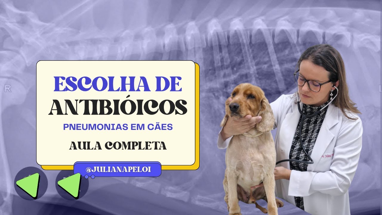 Como escolher antibíóticos nas pneumonias bacterianas em cães - passo a passo clínico (aula completa