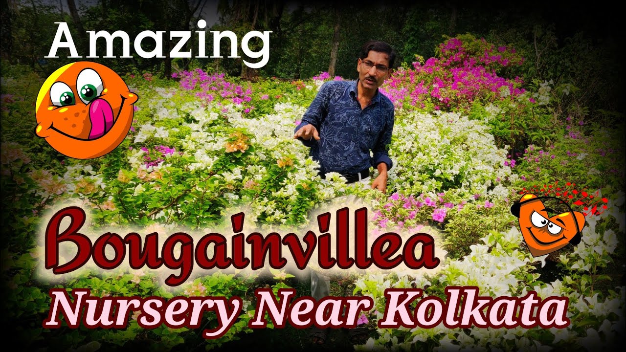 Let's Visit An Amazing Bougainvillea Nursery at Muchisa near Kolkata