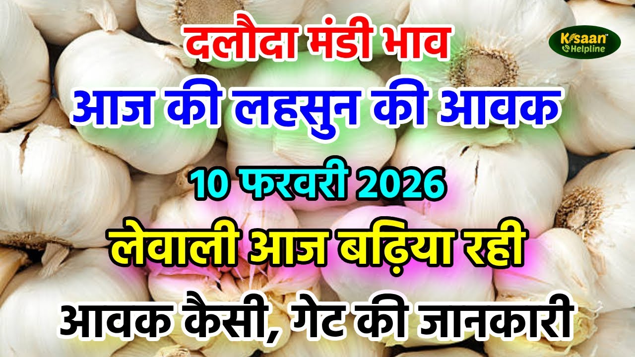 10 फरवरी 2026 दलौदा मंडी में लहसुन की आवक और लेवाली की पूरी जानकारी। Dalauda Mandi Bhav Today
