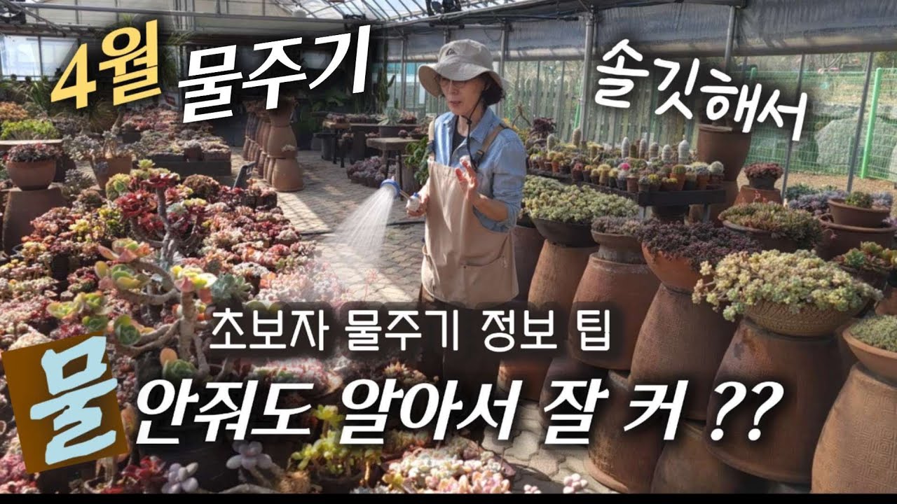 《4월 다육 물주기》                                                           통통하게 키우는 물주기 방법 | 봄비 마추고 다육관리
