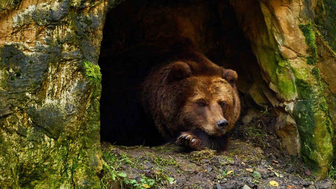 Todo Lo Que Debes Saber De La Hibernacion De Animales