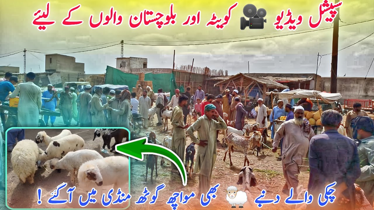 Special Bakra Mandi 2025 | Quetta & Balochistan Exclusive 🐑🐐 | Beautiful Sheep & Goats