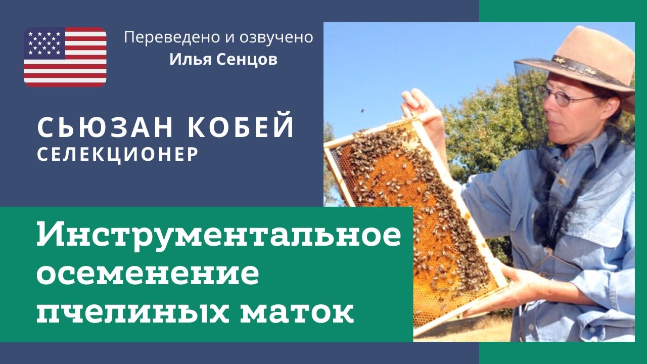 История метода инструментального осеменения пчелиных маток. Сьюзан Кобей