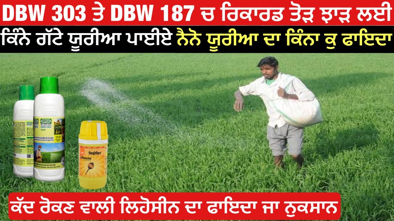 DBW 303 or DBW 187 me khad kitni or kaise dale