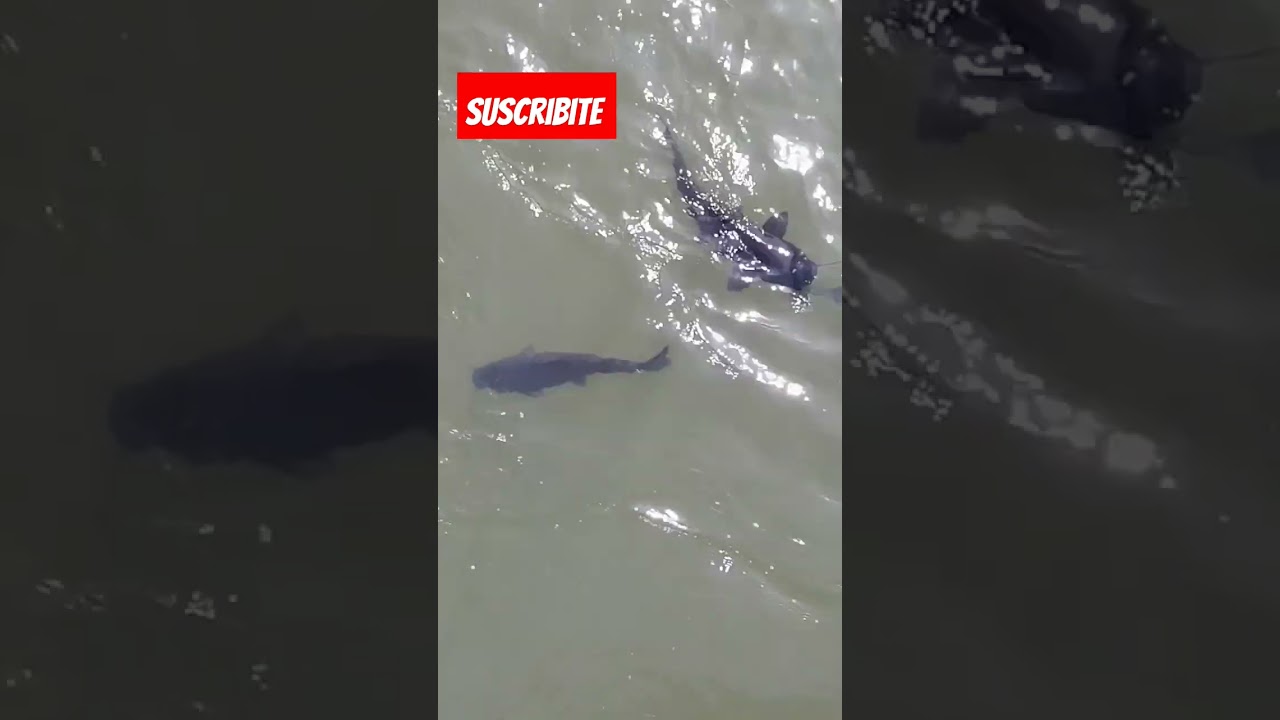 CARDUMEN DE SURUBI #pesca #fishing #pescadebogas #surubi #bagre #iguazu #pintado #youtubeshorts