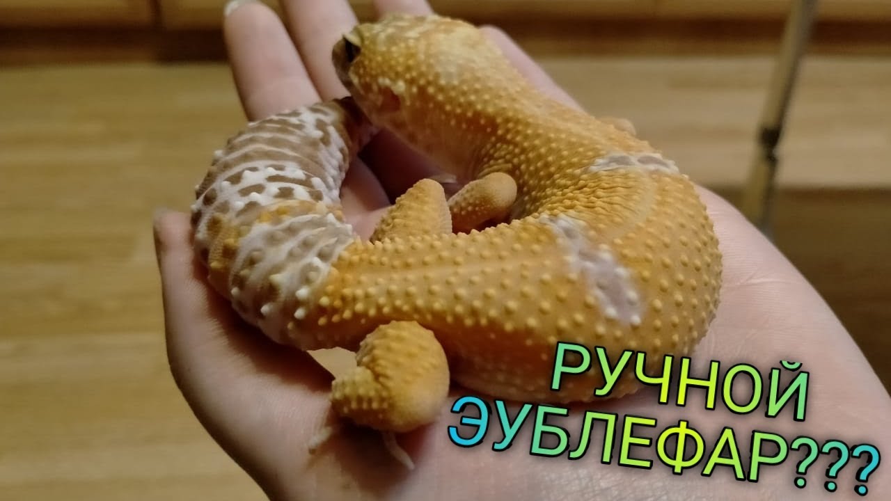 КАК ПРИРУЧИТЬ ЭУБЛЕФАРА ??? / БЕРЕМ НА РУКИ ВЗРОСЛУЮ И МАЛЕНЬКУЮ РЕПТИЛИЮ