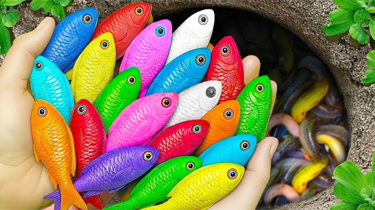 Catch beautiful aquarium fish in small pond baby turtles, eel, koi, guppies, pencil fish, frog, carp
