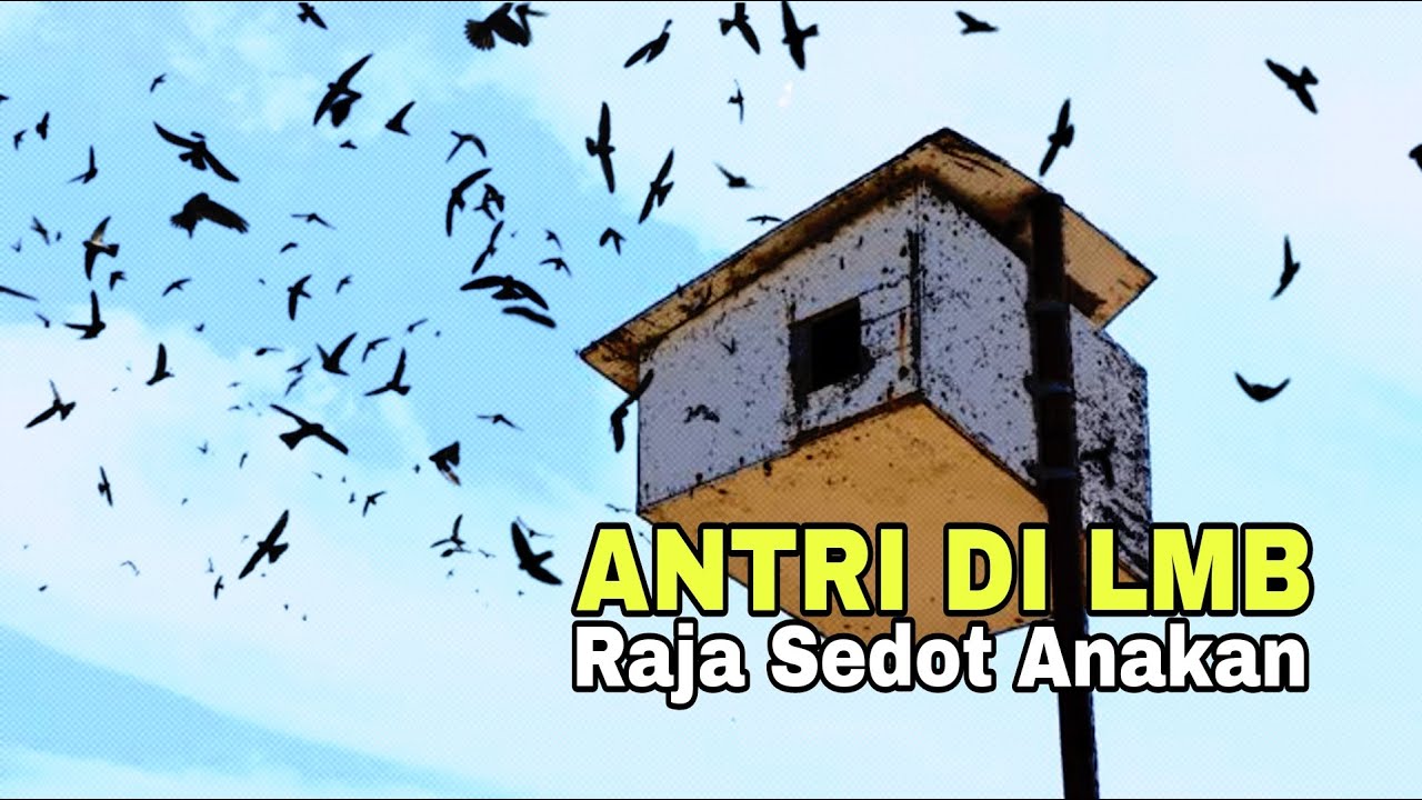 Download Suara Panggil Raja Sedot Anakan, Mampu Menyedot Walet Liar !!!