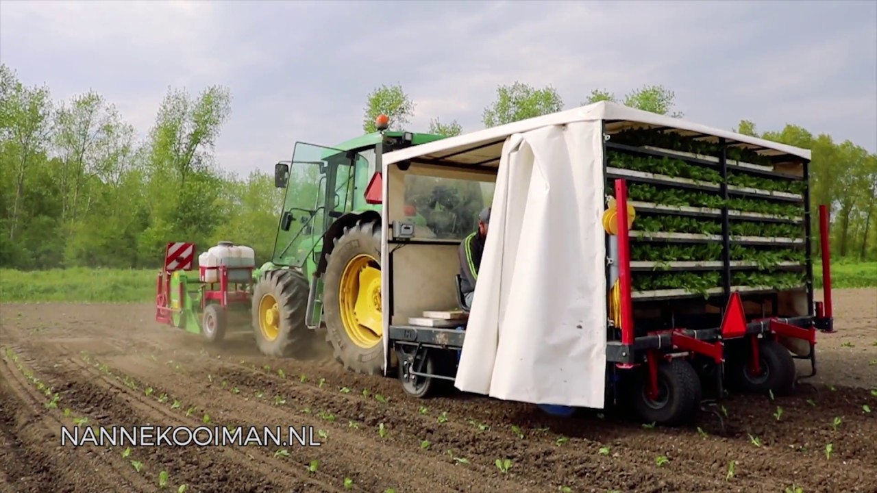 NKFMXF transplanting Brussels sprouts