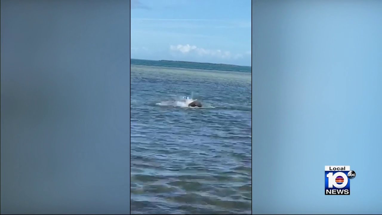 Officials looking into bizarre behavior by fish in Florida Keys