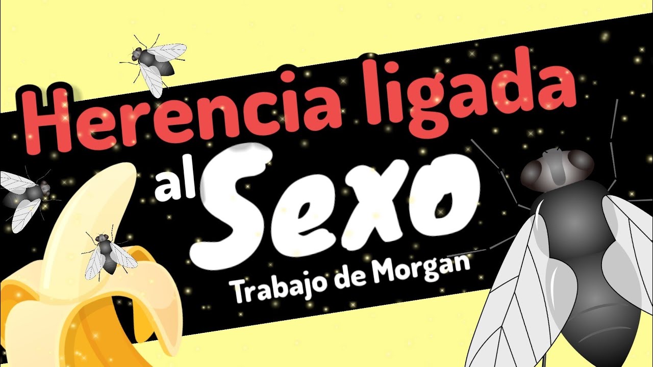 ⚡HERENCIA LIGADA AL SEX0 [MORGAN el señor de las moscas] guía examen unam biología-ipn-comipems