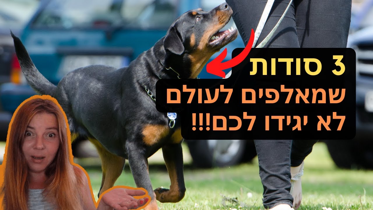 איך לאלף כלב ?! - 3 כללים שכל בעל כלב חייב לדעת