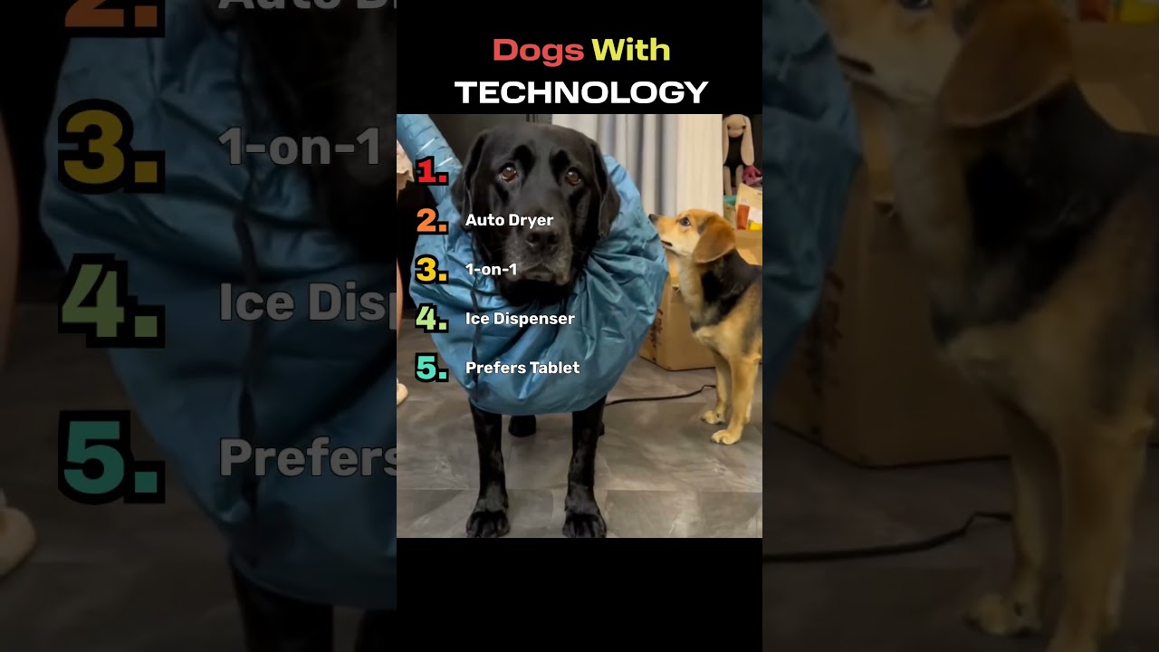 Dogs x Technology! Some dogs are as smart as us!
