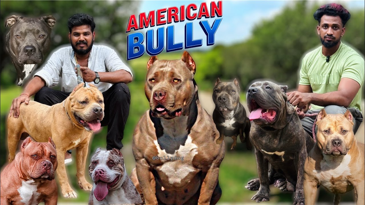 Top  Quality American 🇺🇸 Bully In Chennai | Exotic Colours | American Bully Puppies 2025