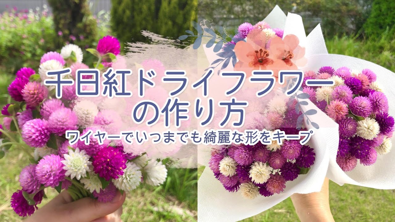 【千日紅ドライフラワー】ワイヤーで簡単綺麗🌺飾りながらドライ