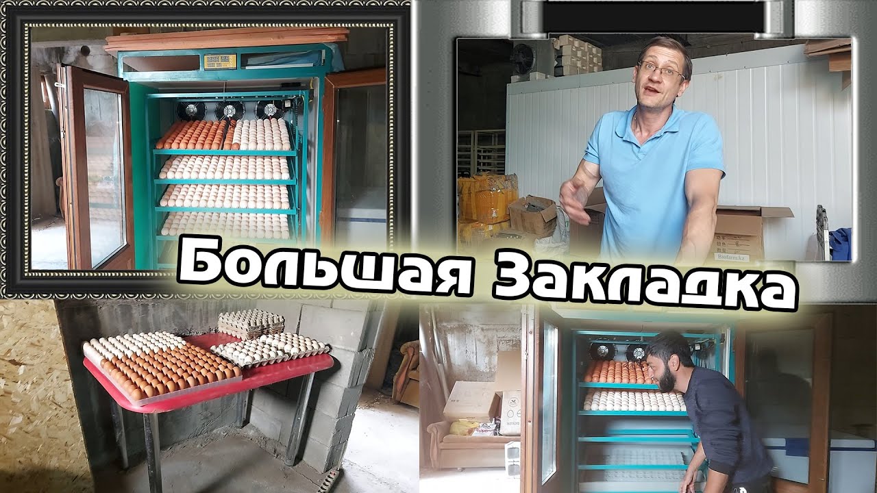 Закладка Бройлера и Ломан Браун в Инкубатор ТЫСЯЧНИК!!!