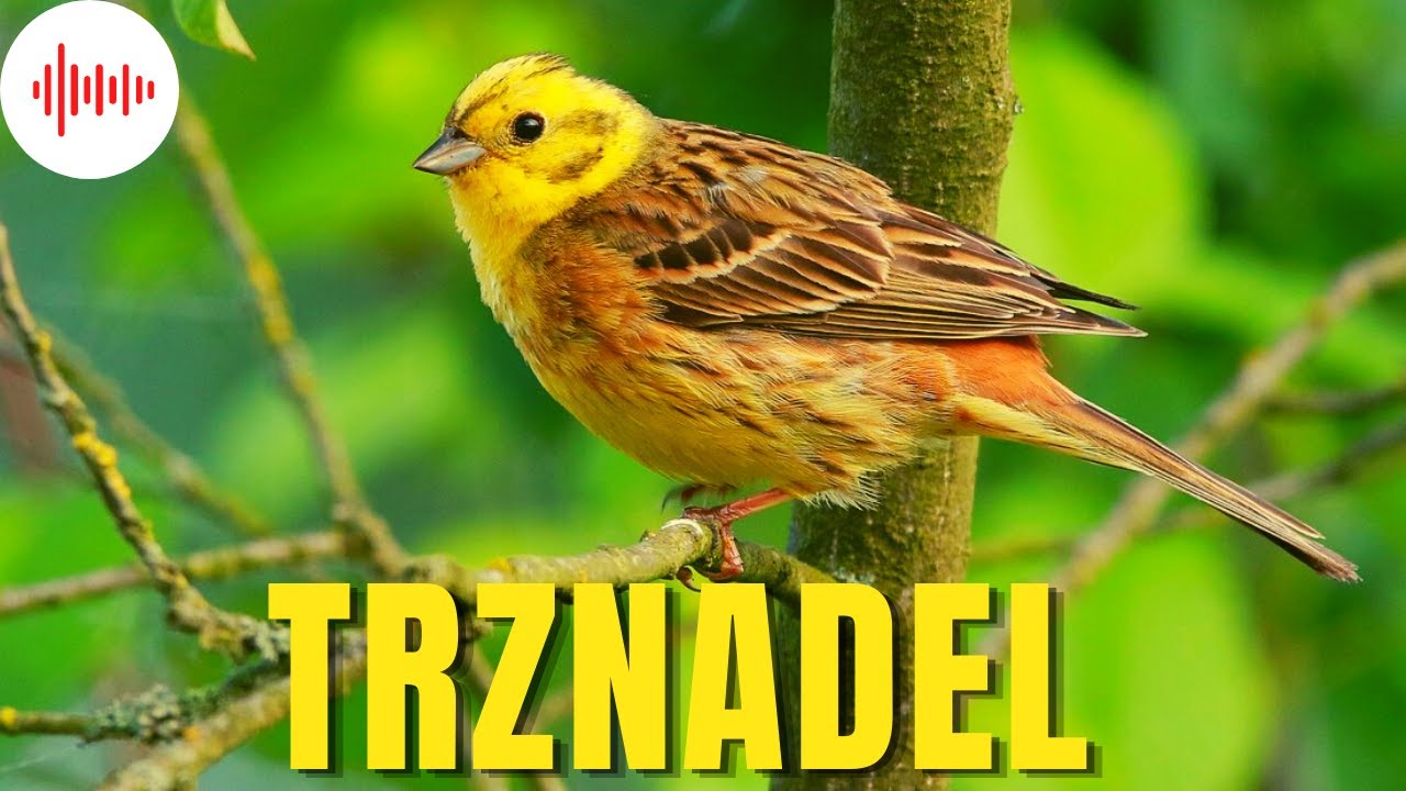 Trznadel. Odgłosy i Dźwięki jakie wydaje Trznadel. Jak robi Trznadel zwyczajny?