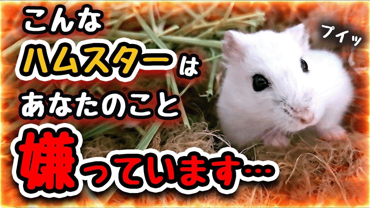 【気づきづらい！】ハムスターが嫌な時に見せる行動5選