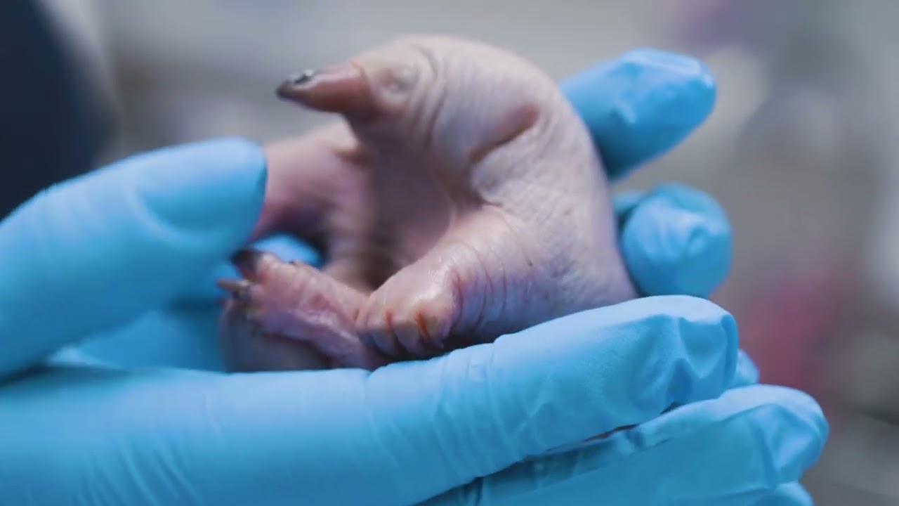 Short-beaked Echidna puggle