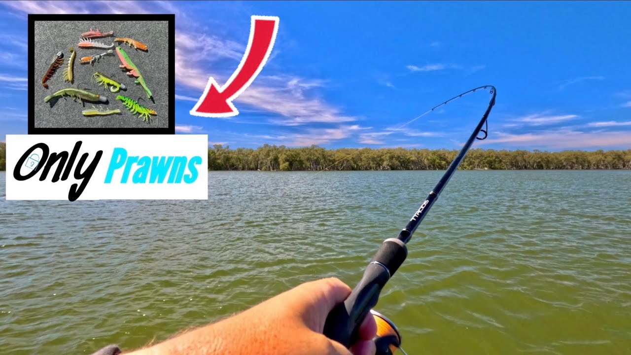 Using PRAWN lures ONLY!!!