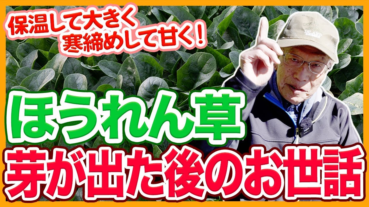 家庭菜園や農園のほうれん草栽培で芽が出た後のお世話！美味しい食べ方とほうれん草の育て方！【農家直伝】