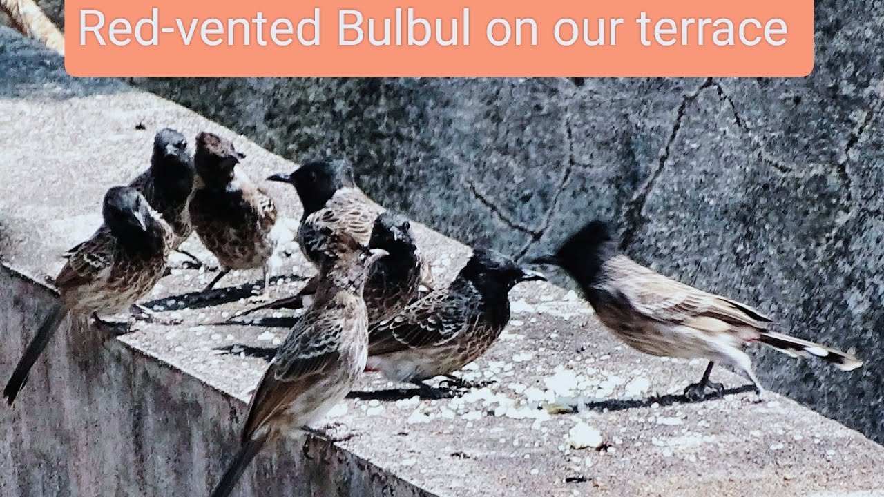 Birds on our terrace #redventedbulbul #birdlife​ #birdsfeeding #shorts #youtubevideo #wingedhorizon