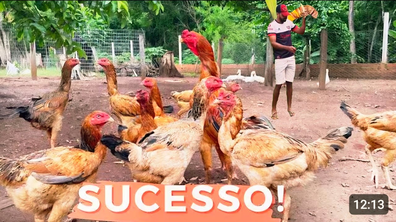 MELHOR NEGÓCIO PARA CHÁCARA CRIANDO GALINHAS CAIPIRA E ABATENDO 