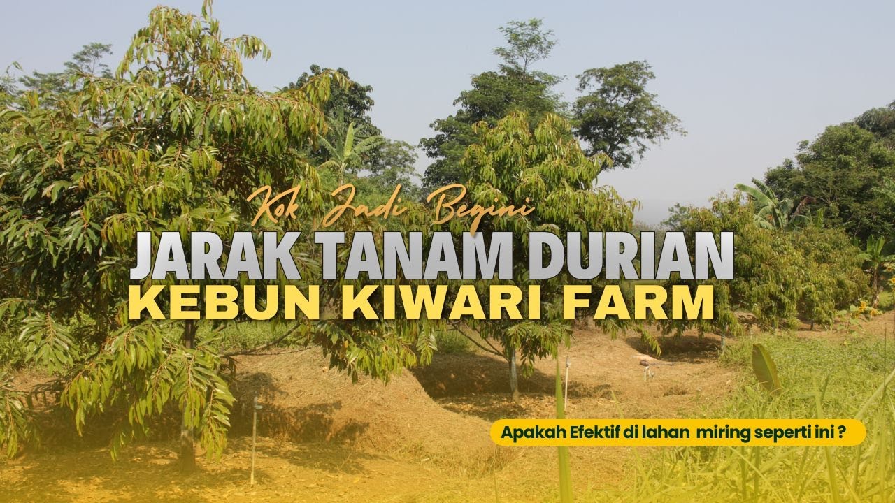 JARAK TANAM IDEAL KEBUN DURIAN DI LAHAN MIRING , INI DIA PLUS MINUSNYA !