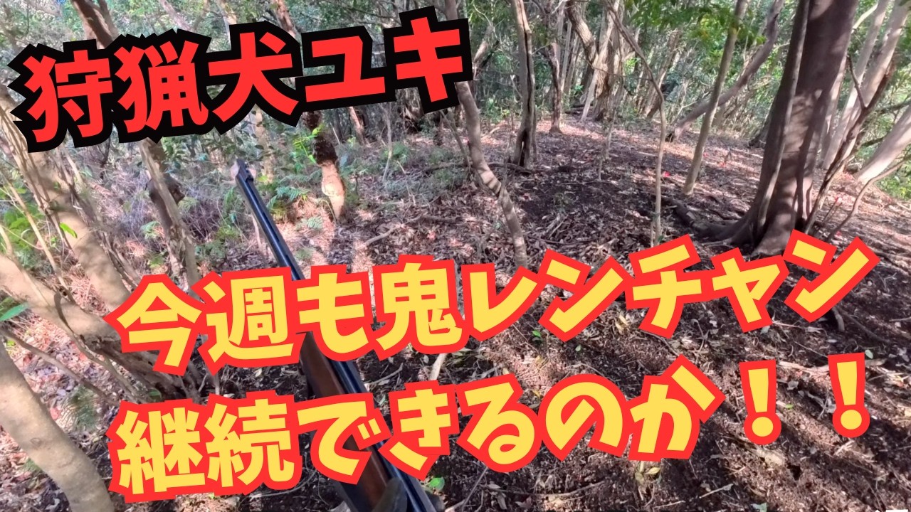 狩猟犬ユキはイノシシ🐗の有害鳥獣駆除駆除で鬼連チャンできるのか！！