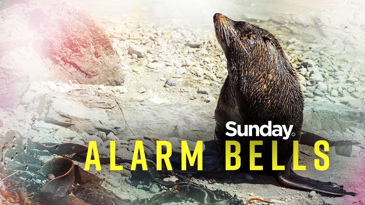 Thousands of unexplained NZ Fur Seal deaths prompts urgent action | Sunday Investigates