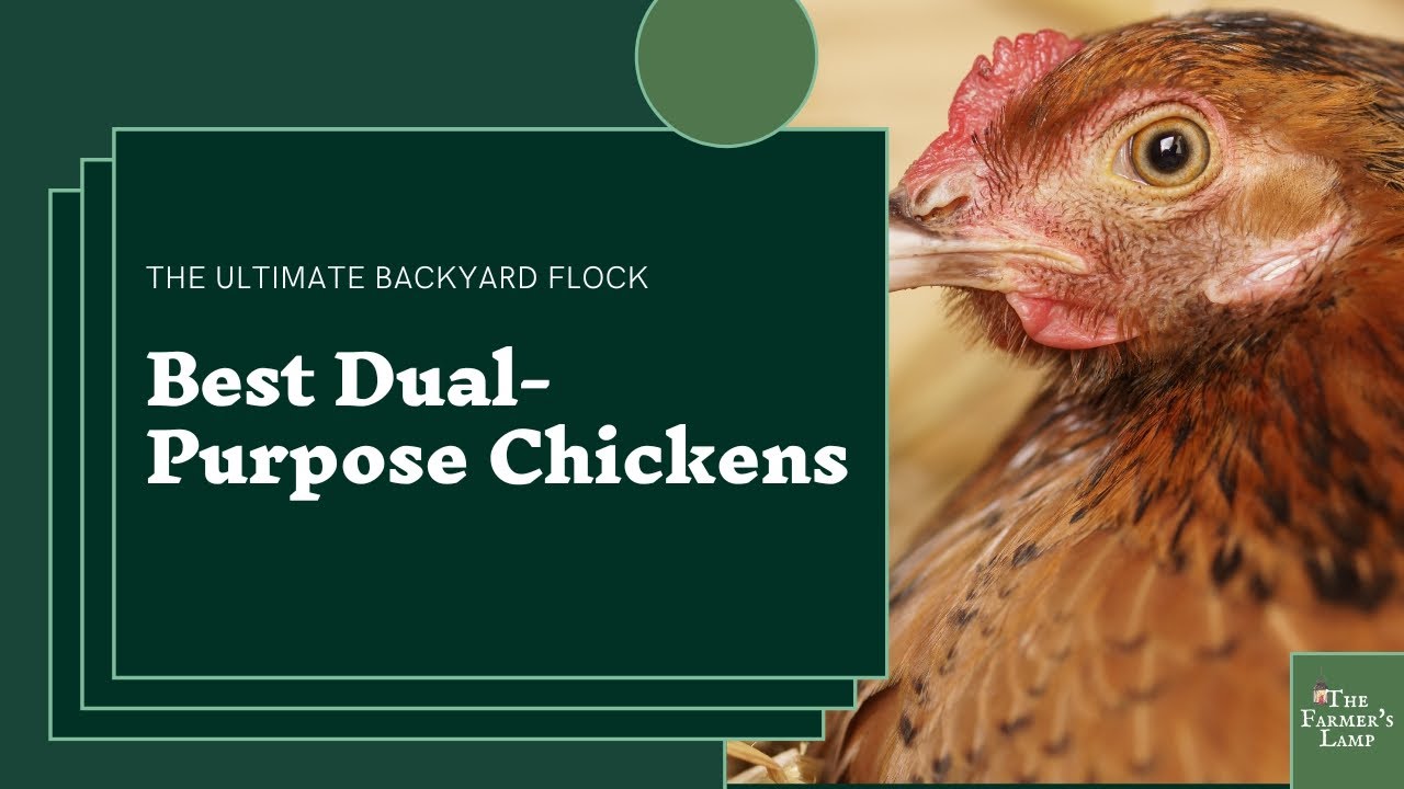 Dual Purpose Chicken Breeds