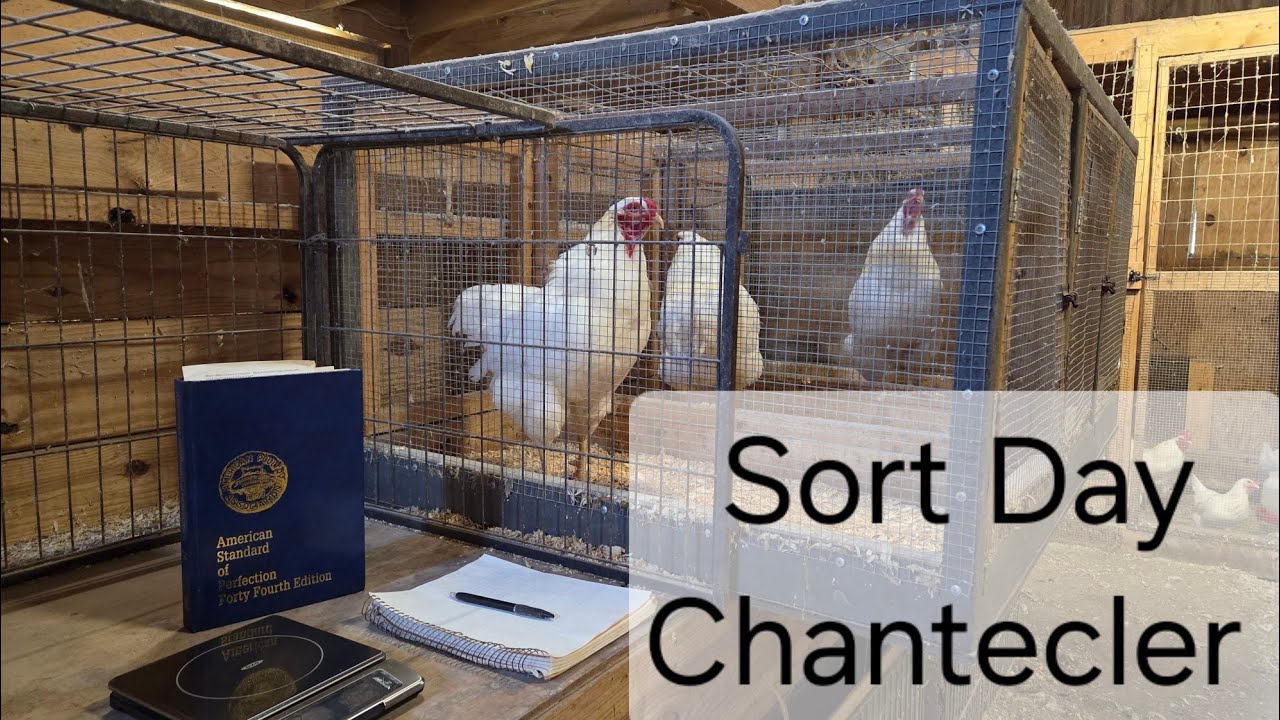 Selecting Breeding Stock - Chantecler 