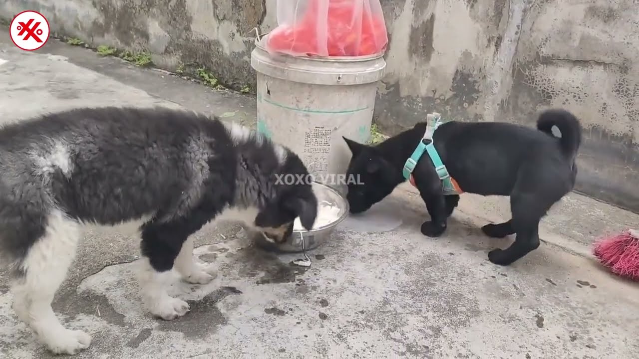 Cute Puppy in The Countryside Compilation Video Part 87 #dog #pets #puppy #cutedog #babydog