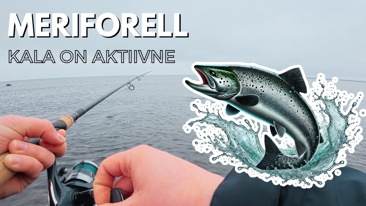 Meriforell - Kala on väga aktiivne (Merikapüük)