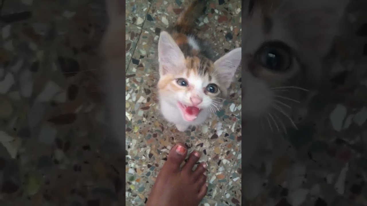 The sweetest kitten in the world ❤️❤️