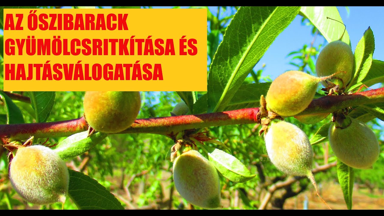 Az őszibarack gyümölcsritkítása és hajtásválogatása