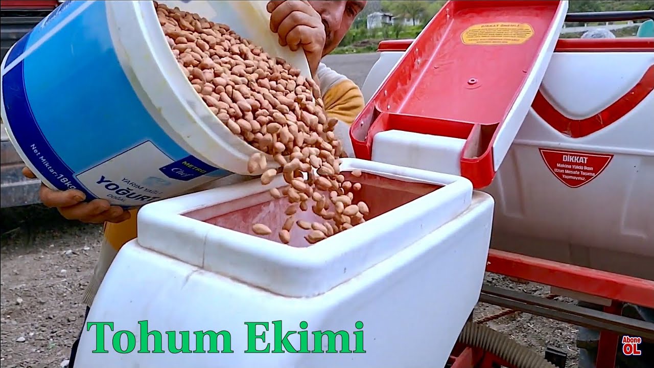 Yer fıstığı nasıl ekilir